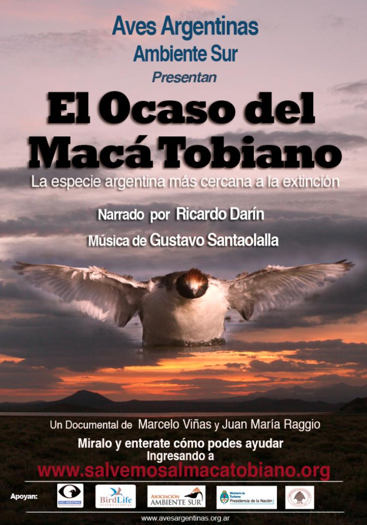 El ocaso del Macá Tobiano